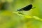 Ebony Jewelwing Damselfly - Calopteryx maculata