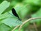 Ebony Jewelwing Damselfly Sitting on a Leaf