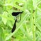 Ebony Jewelwing Damselflys copulation on pond grass