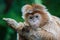 Ebony Langur monkey poses for a picture