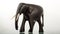 Ebony wood Elephant