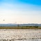 Ebro Delta estuary and wetlands, Tarragona, Catalunya, Spain. Co