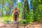 Ecce Homo chapel in Slavkov forest, beech trees with green leaves on branches in  thick dense foliage wood near Karlovy Vary