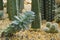 Echeveia and cactus on pebble and sand floor