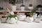 Echeveria, Aeonium and Senecio Rowley house potted Plants on a table indoors