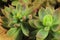 Echeveria Agavoides succulent plant in the garden