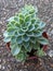 Echeveria Blue Atoll blue green succulent