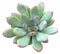 Echeveria Blue Elf Succulent