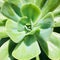 Echeveria blue fairy, Succulent green tropical plant close-up