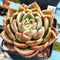 Echeveria charlotte Champagne succulent cactus