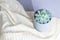 Echeveria colorata, rare succulent flower in a grey pot on knitted blanket or plaid, minimal style, indoors, cozy home