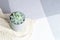 Echeveria colorata, rare succulent flower in a grey pot on knitted blanket or plaid, minimal style, indoors, cozy home interior