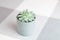 Echeveria colorata, rare succulent plant in a grey pot with geometric lines at the background, minimal style, indoors