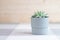 Echeveria colorata, rare succulent plant in a grey pot with geometric lines at the background, minimalism concept