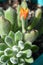 Echeveria Doris Taylor Flower