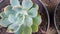 Echeveria elegans, the Mexican snow ball, Mexican gem or white Mexican rose