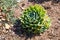 Echeveria Elegans Succulent Plant in Desert Garden