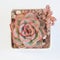 Echeveria Esther flowers and sedum dasyphyllum minor succulent on white, top view