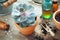 Echeveria in flower pot and homeopathic remedies.