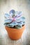 Echeveria in flowerpot.