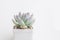 Echeveria Ghost flower. Succulent houseplant in white plastic pot on white background