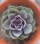 Echeveria green purple Succulent flower