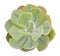 Echeveria House plant top view vector isolated.