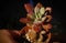 Echeveria Hummels Mini Belle variegata