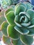 Echeveria imbricata alway green plant