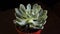 Echeveria - kind of succulent plant in a black studio.