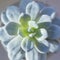 Echeveria laui succulent close up