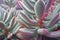 Echeveria leucotricha Chenille Plant. Nature abstract background. Close-up