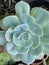 Echeveria lilacina or Ghost Echeveria Plant Photo