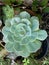 Echeveria lilacina or Ghost Echeveria Plant Photo