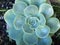 Echeveria lilacina or Ghost Echeveria Plant Photo