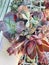 Echeveria Linguas, Cinderella, Xichuensis and Cotyledon orbiculata variegated succulent plants