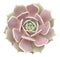 Echeveria Lola Succulent Isolated From Background