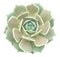 Echeveria Lola Succulent Isolated From Background