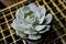 Echeveria Lola Succulent Plant