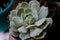 Echeveria Lola Succulent Plant