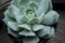 Echeveria Lola Succulent Plant