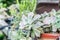 Echeveria (Miniature succulent plants)