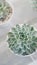 Echeveria morning beauty pastel green succulent in white circle pot