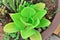 An echeveria pallida growing in the pot