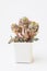 Echeveria Peach Pride flower rosette cluster. Succulent houseplant in pot on white background