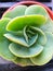 echeveria peach pride this plant has small green leaves