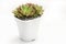 Echeveria Pink ruby succulent plant in white pot