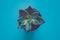 Echeveria plant. Beautiful pattern of green Succulent Echeveria isolated on blue background. Flat lay, top view.