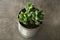 Echeveria plant in tin can on grey stone table