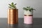 Echeveria plants in color tin cans on grey stone table, closeup